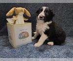 Small #1 Border Collie