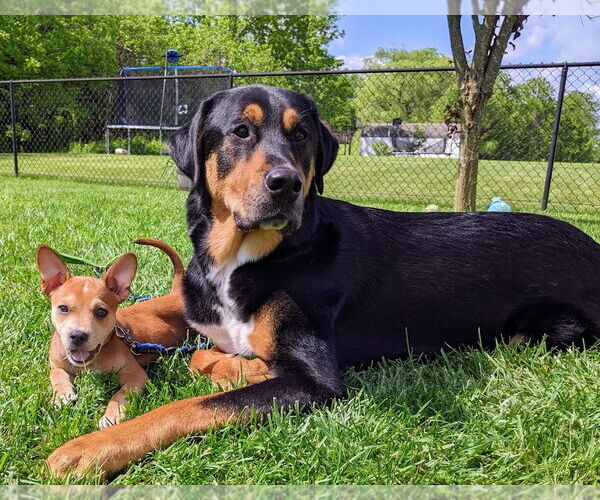 Medium Photo #31 Boston Terrier-Unknown Mix Puppy For Sale in Shermans Dale, PA, USA