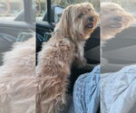 Small #3 Shih Apso