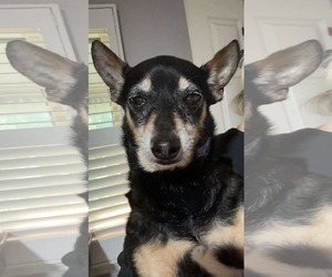 Chihuahua Dogs for adoption in Stratham, NH, USA