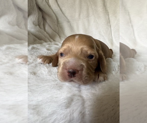 Medium Photo #3 Cocker Spaniel Puppy For Sale in LEANDER, TX, USA