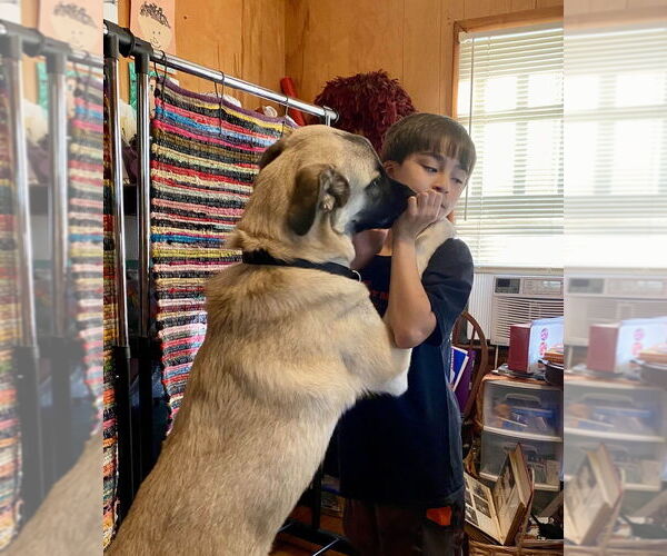Medium Photo #4 Anatolian Pyrenees Puppy For Sale in Candler, NC, USA