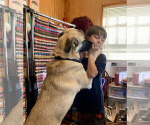Kylo - Female Anatolian Pyrenees Dog for Adoption - Photo #4