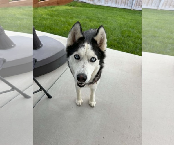 Medium Photo #6 Siberian Husky Puppy For Sale in Sandy, UT, USA