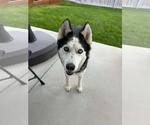 Small #5 Siberian Husky