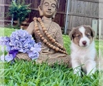 Small Photo #3 Australian Shepherd Puppy For Sale in COLLEYVILLE, TX, USA