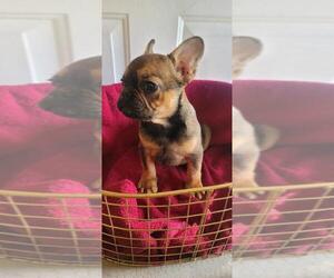 French Bulldog Puppy for sale in SACRAMENTO, CA, USA