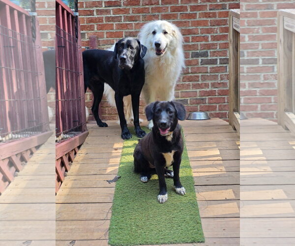 Medium Photo #2 Mutt Puppy For Sale in Thomasville, NC, USA