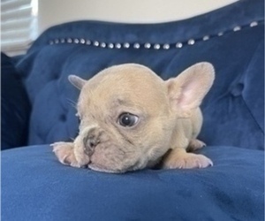 French Bulldog Puppy for sale in SANTA BARBARA, CA, USA