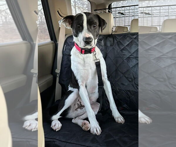 Medium Photo #9 Mutt Puppy For Sale in Munford, TN, USA