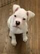 Small Photo #1 Boxer Puppy For Sale in OAKLAND, CA, USA