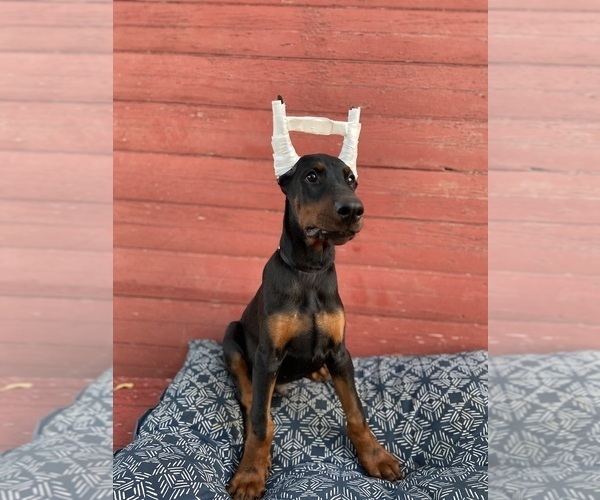 Medium Photo #2 Doberman Pinscher Puppy For Sale in FREDERICKTOWN, MO, USA
