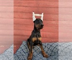 Small Photo #2 Doberman Pinscher Puppy For Sale in FREDERICKTOWN, MO, USA