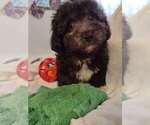 Small Photo #5 ShihPoo Puppy For Sale in SALUDA, SC, USA