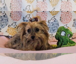 Mutt Dogs for adoption in Bon Carbo, CO, USA