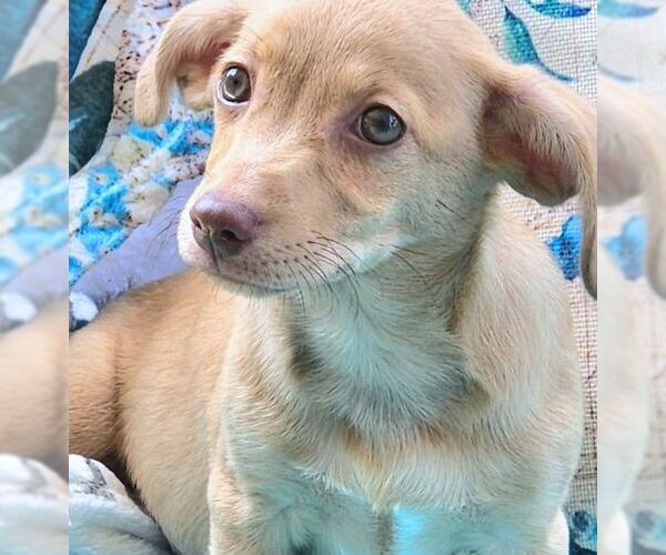 Medium Photo #2 Chiweenie Puppy For Sale in Tustin, CA, USA