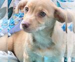 Small #1 Chiweenie