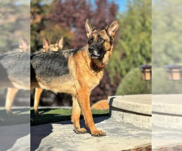 Medium Photo #4 German Shepherd Dog Puppy For Sale in Modesto, CA, USA