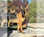 Small #3 German Shepherd Dog