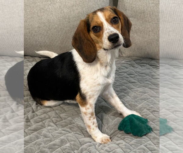 Medium Photo #6 Beagle Puppy For Sale in Dunnellon, FL, USA