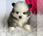 Small #3 Pomeranian