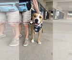Small #8 Border Collie-Parson Russell Terrier Mix