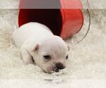 Small #1 French Bulldog