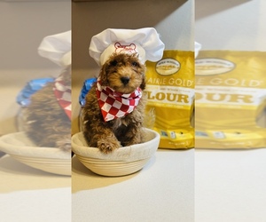 Goldendoodle (Miniature) Puppy for sale in DUBUQUE, IA, USA