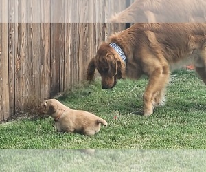Father of the Golden Retriever puppies born on 06/16/2025