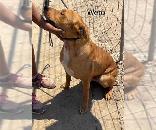 Medium Photo #4 American Pit Bull Terrier-Unknown Mix Puppy For Sale in Fallbrook, CA, USA