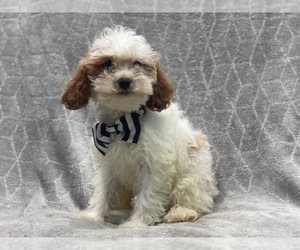 Cavapoo Puppy for sale in LAKELAND, FL, USA
