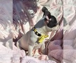 Small Photo #6 Boston Terrier Puppy For Sale in MINERAL WELLS, WV, USA