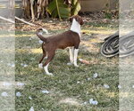 Small Photo #4 Raggle Puppy For Sale in Southbury, CT, USA
