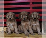 Small Photo #3 Goldendoodle-Poodle (Miniature) Mix Puppy For Sale in LEOLA, PA, USA