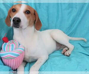 Peach Groot - Female Beagle-Great Pyrenees Mix Dog for Adoption - Photo #5