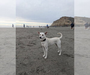Siberian Husky-Unknown Mix Dogs for adoption in San Diego, CA, USA