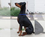 Small #9 Doberman Pinscher