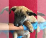 Small Mutt