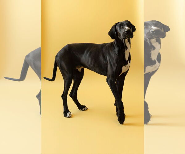 Medium Photo #1 Great Dane Puppy For Sale in Buffalo, MN, USA