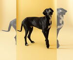 Small Great Dane