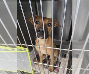 Mutt Dogs for adoption in San Antonio, TX, USA