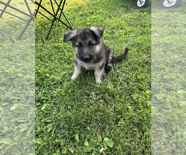 Medium Photo #2 German Shepherd Dog Puppy For Sale in ARMSTRONG, MO, USA