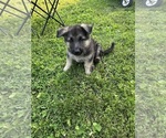 Small #1 German Shepherd Dog