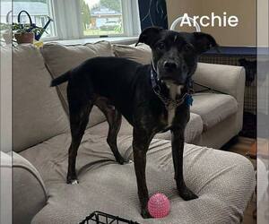 ARCHIE - Male Mutt Dog for Adoption - Photo #9