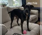 Small Photo #9 Mutt Puppy For Sale in Woodbury, NY, USA