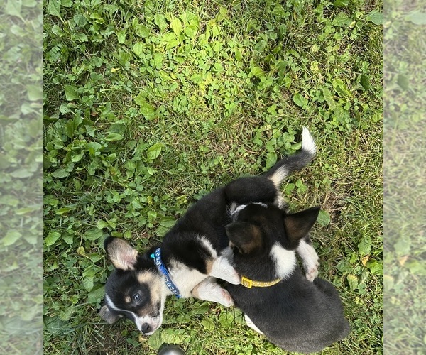 Medium Photo #68 Pembroke Welsh Corgi Puppy For Sale in PERKINSVILLE, VT, USA