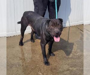 Chinese Shar-Pei Dogs for adoption in Louisville, KY, USA