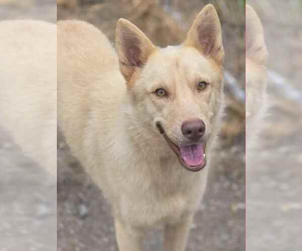 Medium Photo #1 Golden Retriever-Huskies  Mix Puppy For Sale in Crandall, GA, USA