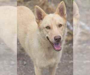 Golden Retriever-Huskies Mix Dogs for adoption in Crandall, GA, USA