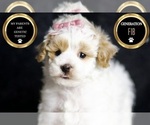 Puppy May Maltipoo